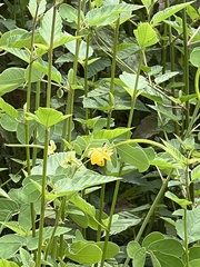 Senna obtusifolia