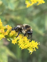 Bombus flavidus