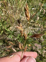 Festuca altaica