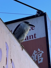 Nycticorax nycticorax