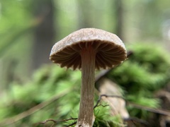 Simocybe centunculus