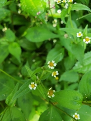 Galinsoga quadriradiata