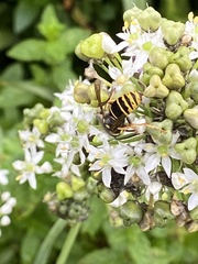 Vespula vidua
