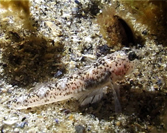 Pomatoschistus marmoratus