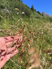Festuca altaica