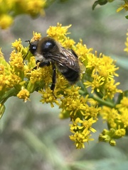 Bombus flavidus
