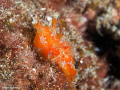 Plocamopherus maderae