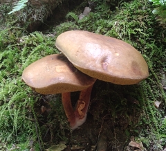 Retiboletus ornatipes