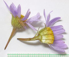 Erigeron poliospermus poliospermus