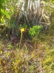 Xyris ambigua
