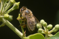 Apis mellifera