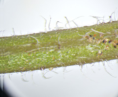 Erigeron poliospermus poliospermus