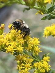 Bombus flavidus