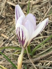Crocus reticulatus