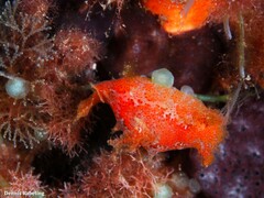 Plocamopherus maderae