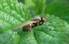 Calliopum simillimum