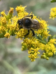 Bombus flavidus