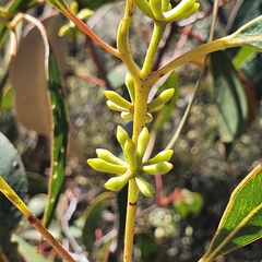 Eucalyptus umbra