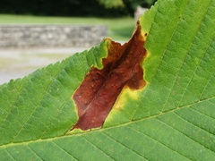 Phyllosticta sphaeropsoidea