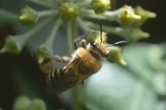 Colletes