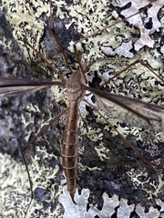 Tipula furca