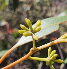 Eucalyptus umbra