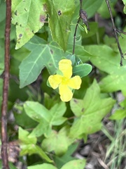 Hypericum crux-andreae