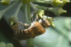 Colletes