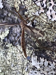 Tipula furca