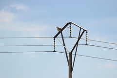 Circaetus gallicus