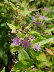 Decodon verticillatus