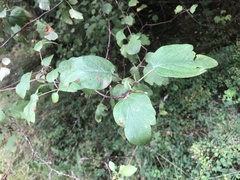 Malus fusca