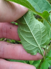 Heliopsis helianthoides