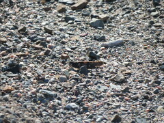 Trimerotropis verruculata