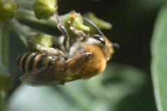 Colletes