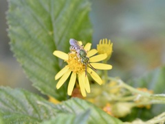 Agapostemon