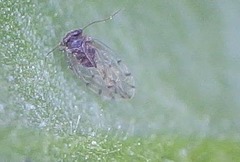 Ectopsocus