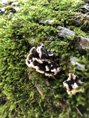 Thelephora terrestris