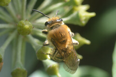 Colletes