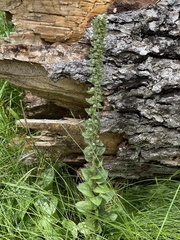 Veronica plantaginea