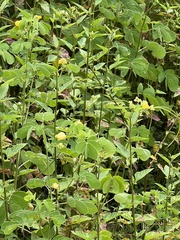 Senna obtusifolia
