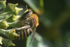 Colletes