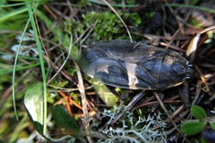 Lethocerus americanus