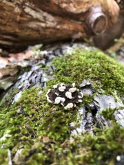 Thelephora terrestris