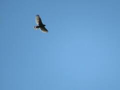 Buteo plagiatus