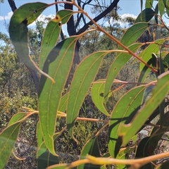 Eucalyptus umbra