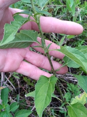 Heliopsis helianthoides