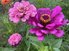 Zinnia elegans