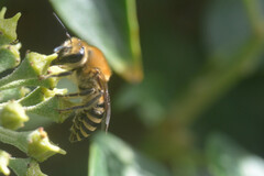 Colletes