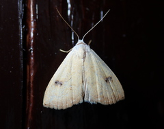 Rivula sericealis